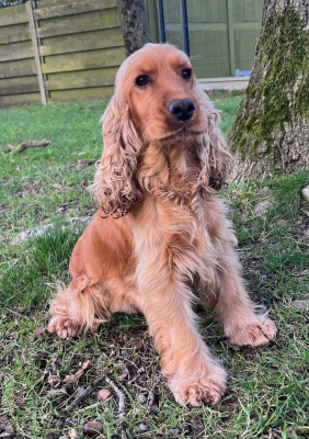 Étalon Cocker Spaniel Anglais - Usa Des Vents D'Océan