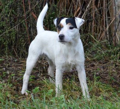 Étalon Parson Russell Terrier - Venus 1ere a eclairerlanuit Du Jardin D'inuko