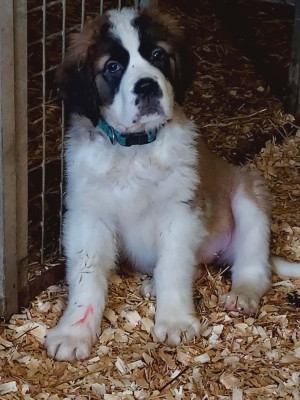 Étalon Chien du Saint-Bernard - AVELYNE de la Boutinais