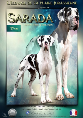 Étalon Dogue allemand - Sarada Du Wekomundo Of Dark Angel's