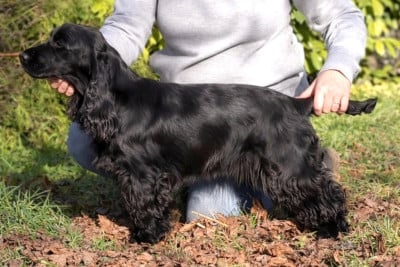 Étalon Cocker Spaniel Anglais - Until dawn Of Boreal River