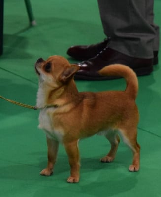 Étalon Chihuahua - Me Gusta Holsten