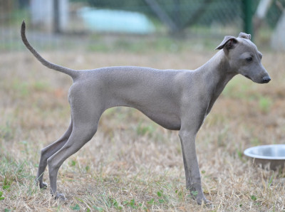 Étalon Petit Levrier Italien - Anya du domaine de Chanteloup