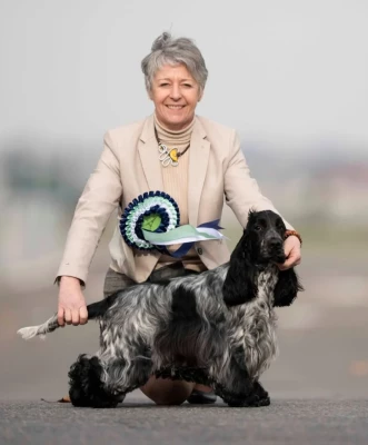 Étalon Cocker Spaniel Anglais - Royal's Friend ECS Amazing Hannibal