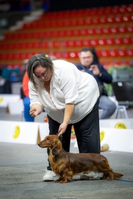 Étalon Teckel poil long - CH. huntaks Vector