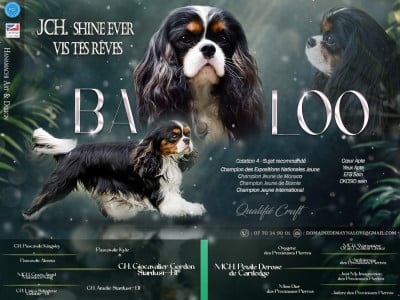 Étalon Cavalier King Charles Spaniel - CH. Shine Ever Vis tes rêves
