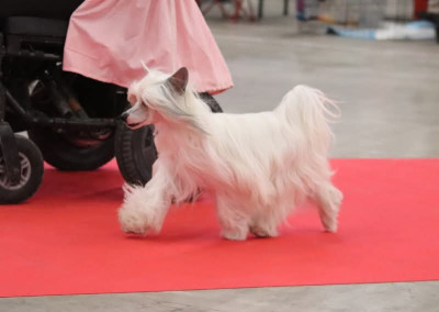 Étalon Chien chinois à crête - Zero Tolerance Xplore the unknown