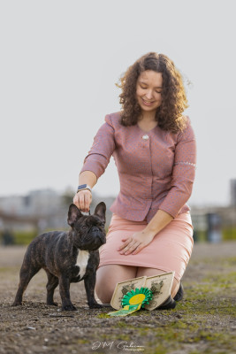 Étalon Bouledogue français - CH. Vilain revenge De L'Idylle Sacrée