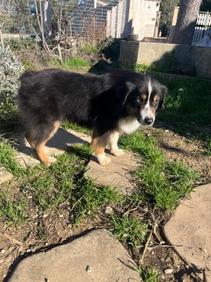 Étalon Berger Américain Miniature - Very Beauty Eden Du Domaine Du Clos Australien