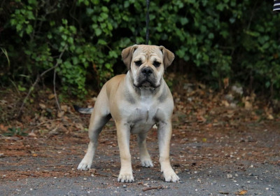 Étalon Bulldog continental - Un je ne sais quoi Des Symphonies d'Arlequin