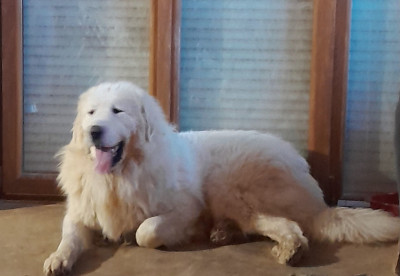 Étalon Chien de Montagne des Pyrenees - Apache Du Massif De l'Esterel