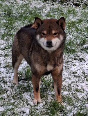 Étalon Shiba - Uchiwa sasuke of Skystaff Starbuck