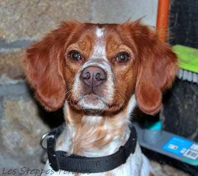 Étalon Epagneul Breton - Atka des Etangs de Dame Blanche