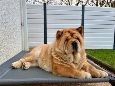 Étalon Chow Chow - Vou-shang du domaine de fabadel