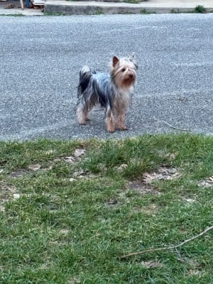 Étalon Yorkshire Terrier - Very good girl Du Val De Clavernau