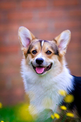 Étalon Welsh Corgi Pembroke - Prinkadiam Va dark vador