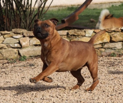 Étalon Staffordshire Bull Terrier - Valva (daisy) Du Rêve De Calineka