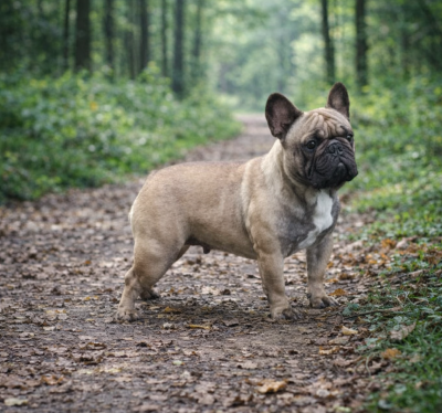 Étalon Bouledogue français - Urbosa Des Trez'or D'hamarkhis