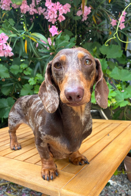 Étalon Teckel poil ras - Theodora des Jardins De Courtille