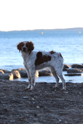 Étalon Epagneul Breton - Akira From The Mist Of The Hills