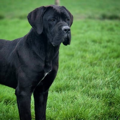 Étalon Cane Corso - Afa des Gardiens de Maelys