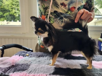 Étalon Chihuahua - CH. elin land To valarous kira