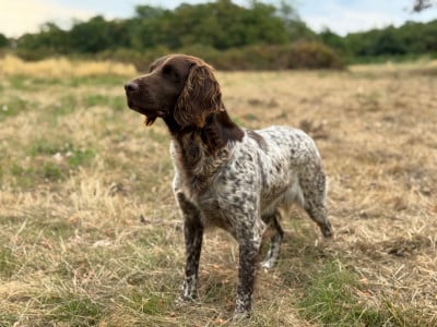 Étalon Petit Epagneul de Münster - TR. CH. Ranche De La Ranche Du Chêne