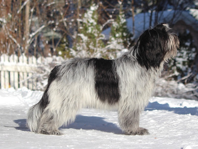 Étalon Schapendoes - Amelie meeme du Jardin aux Eglantines