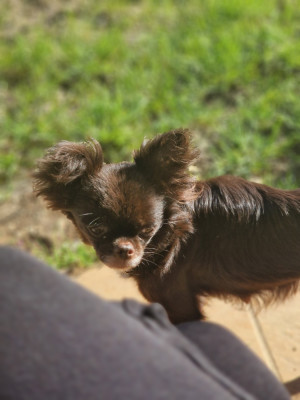 Étalon Chihuahua - T'pitbull du Chemin d'Ava