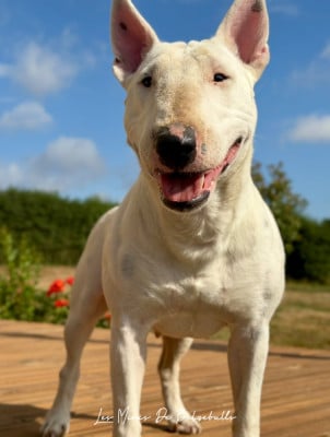 Étalon Bull Terrier Miniature - Tessa du Paradis Des Mini Bulls