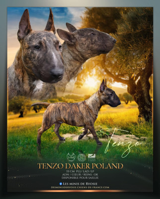 Étalon Bull Terrier Miniature - Tenzo daker poland fci