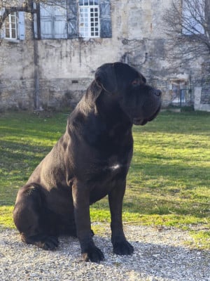 Étalon Cane Corso - CH. Tiger invictus Du Domaine De Nimba