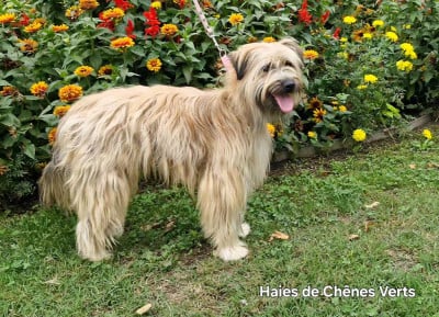 Viella des Haies de Chênes Verts