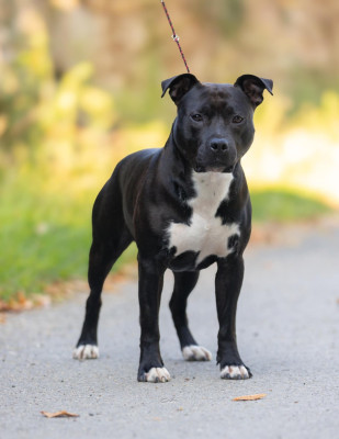 Étalon American Staffordshire Terrier - Vinotonus evit ael gwen Du chemin des moulins