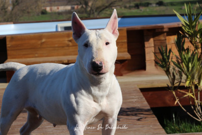 Étalon Bull Terrier Miniature - Tessa du Paradis Des Mini Bulls