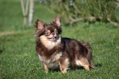 Étalon Chihuahua - Venise des ptits dragons de cupidon