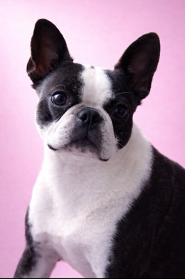 Étalon Boston Terrier - Gentleman Attitude Vegas