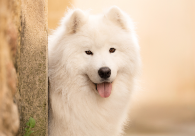 Étalon Samoyède - Urkhann thor D'Obreika