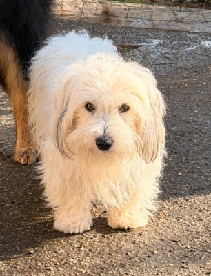 Étalon Coton de Tulear - Api des bois de la bro