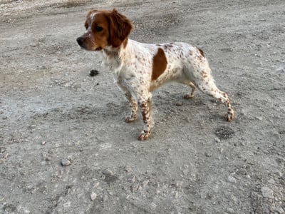 Étalon Epagneul Breton - Alma du Mas De Paulon