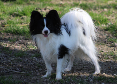 Étalon Epagneul nain Continental (Papillon) - Vagabond De La Vallée De La Py