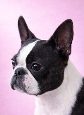 Étalon Boston Terrier - Valkyrie Des Montagnes Du Kurdistan