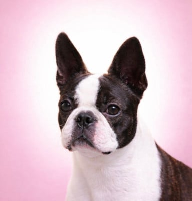 Étalon Boston Terrier - Sissi du comte d’orval