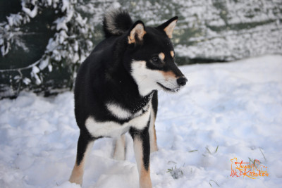 Étalon Shiba - Vulpecula shiratori Go Inari Kitsuken
