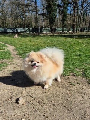 veles starlight Shic of life