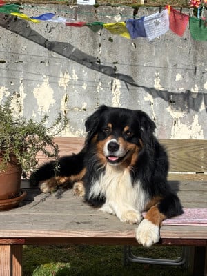 Étalon Berger Australien - Pablo picasso keep cool Des Collines Du Lac De Paladru}