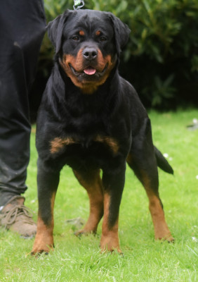 Étalon Rottweiler - V for vendetta Vom Owane's Paradise