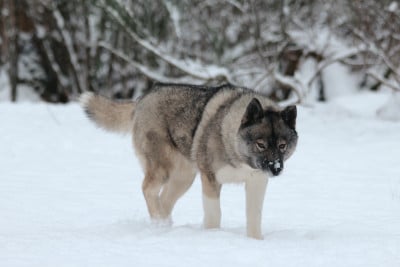 Étalon Siberian Husky - snow image Afrodita
