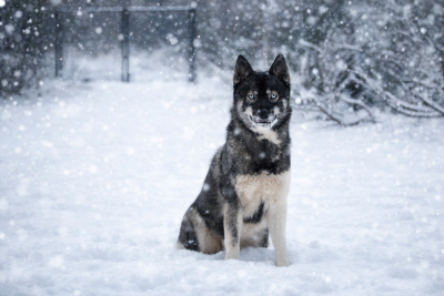Étalon Siberian Husky - Xtreme love to the moon and back Of The Nordic Empire