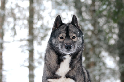 Étalon Siberian Husky - Xclusive endless love Of The Nordic Empire